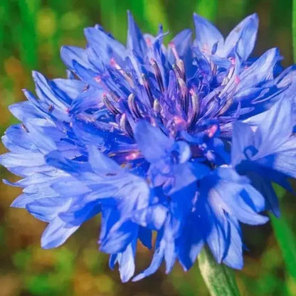 1700 Tall Blue Cornflower - Bachelor Button Seeds - HarvestNest Seeds