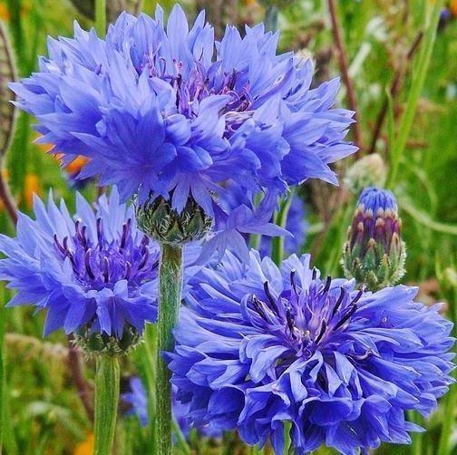 1700 Tall Blue Cornflower - Bachelor Button Seeds - Seed World