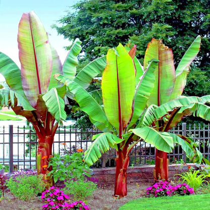 Large banana plants with red stalks in a garden setting - HarvestNest Seeds