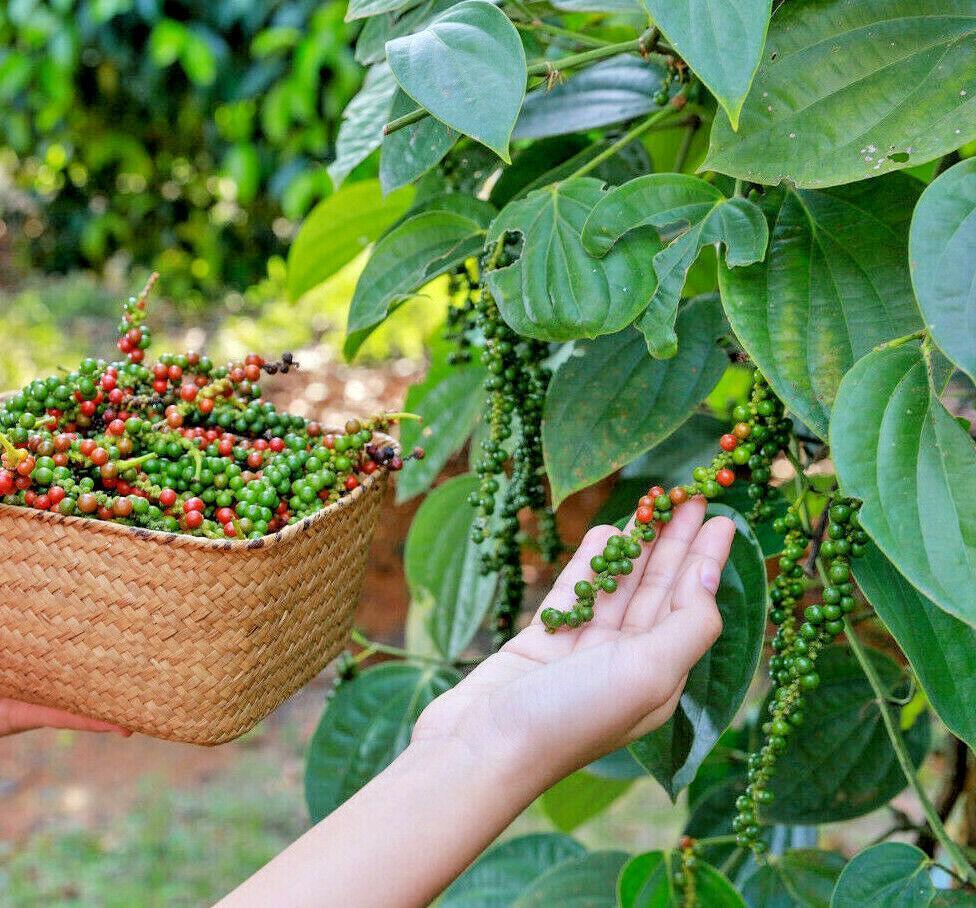 Black Peppercorn Vine Seeds - HarvestNest Seeds