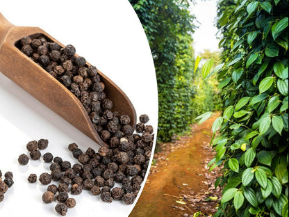 Black Peppercorn Vine Seeds - HarvestNest Seeds