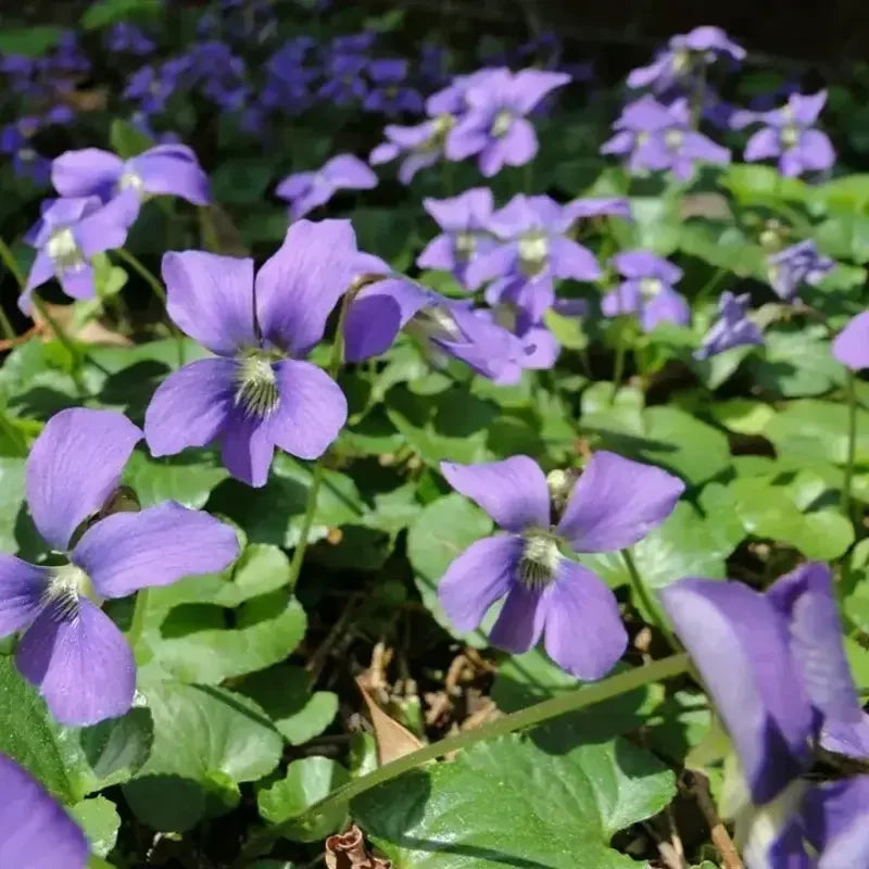 20 Organic Common Blue Violet Seeds - HarvestNest Seeds