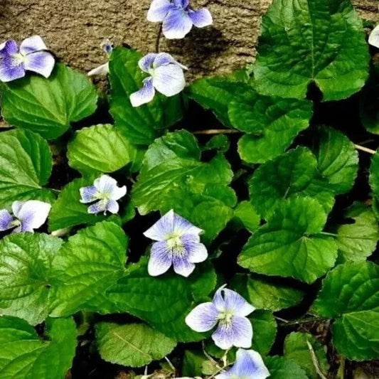 20 Organic Common Blue Violet Seeds - HarvestNest Seeds