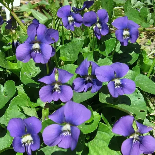 20 Organic Common Blue Violet Seeds - HarvestNest Seeds
