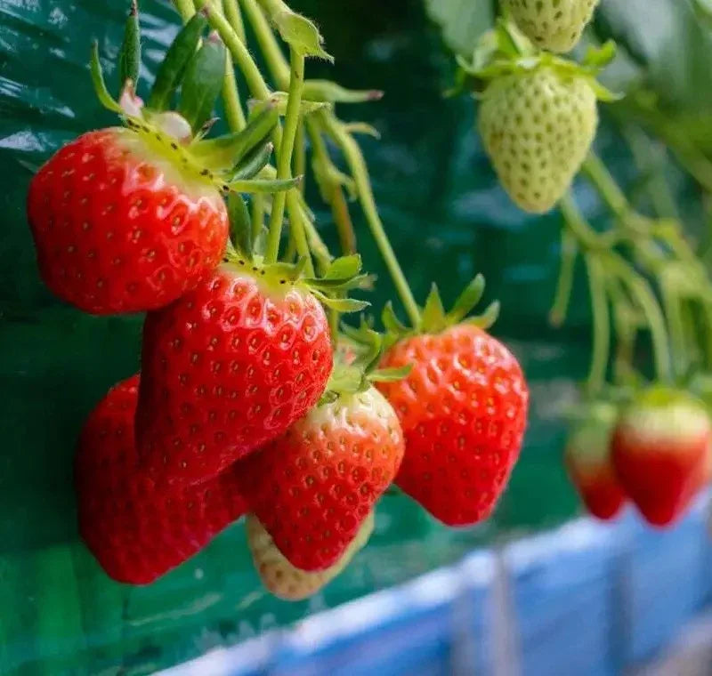 Everbearing Strawberry Seeds - HarvestNest Seeds