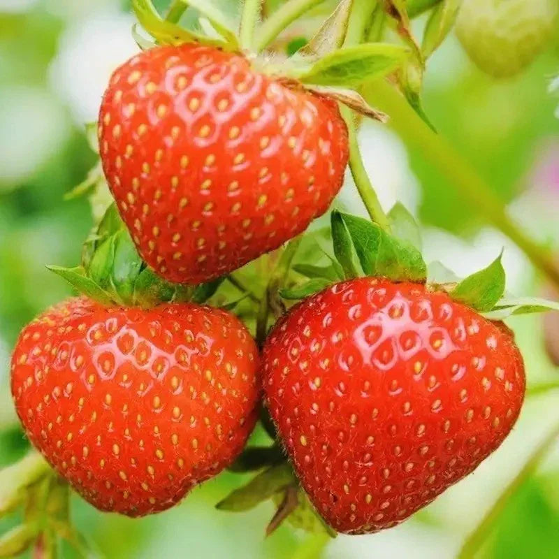Everbearing Strawberry Seeds - HarvestNest Seeds