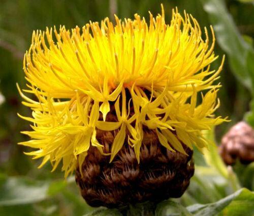 200 Yellow Globe Cornflower Seeds - HarvestNest Seeds