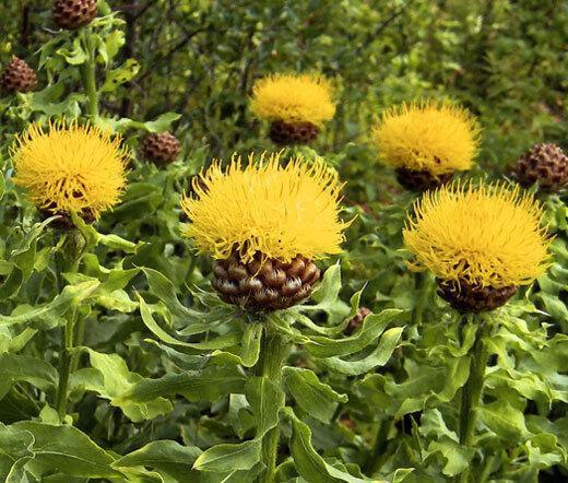 200 Yellow Globe Cornflower Seeds - HarvestNest Seeds