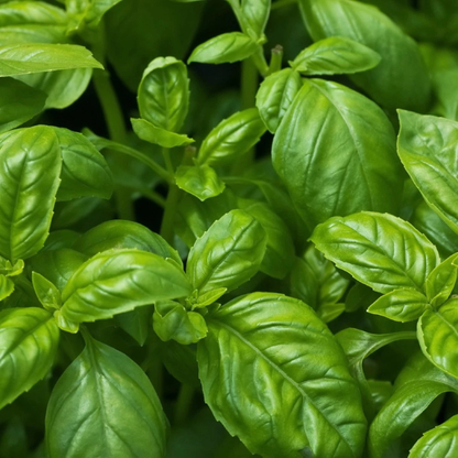 200 Basil Herb Seeds | Non-GMO