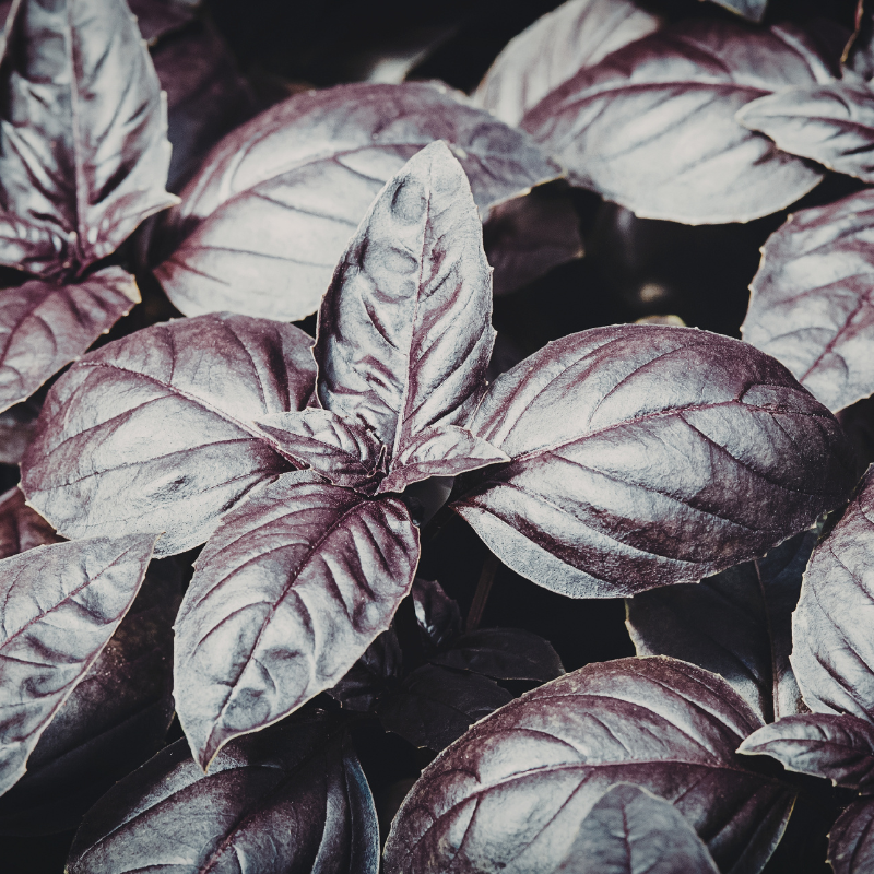 200 Basil Herb Seeds | Non-GMO