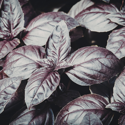 200 Basil Herb Seeds | Non-GMO