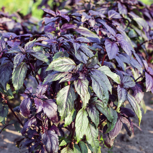 Purple basil herb plant with fresh vibrant leaves, perfect for cooking and garnishing. HarvestNest Seeds