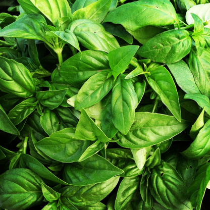 Fresh and vibrant green basil leaves, perfect for aromatic cooking and gardening. HarvestNest Seeds