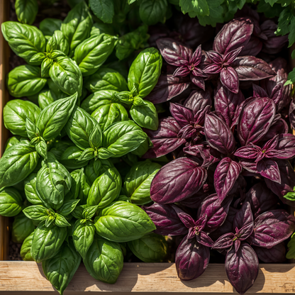 200 Basil Herb Seeds | Non-GMO