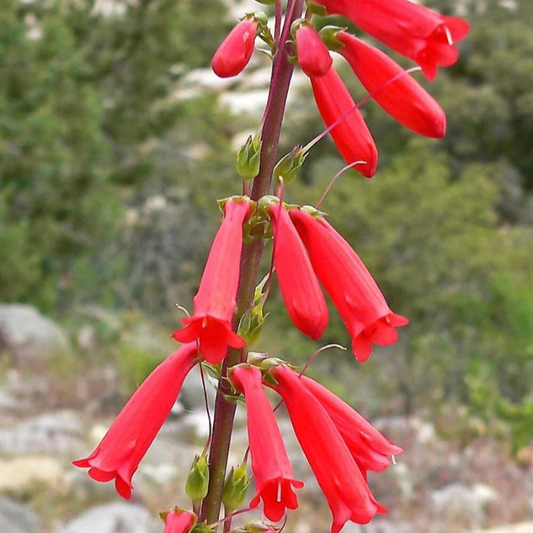 Red Firecracker Penstemon blooms with vibrant tubular flowers, perfect for hummingbird gardens and drought-tolerant landscapes. HarvestNest Seeds