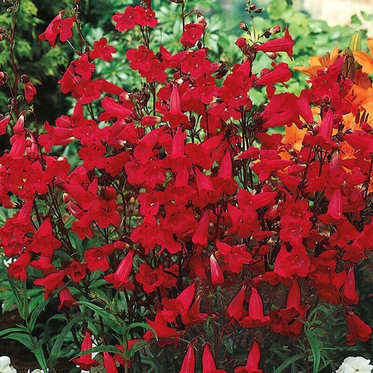 Red Firecracker Penstemon flowers with vivid scarlet blooms, perfect for hummingbird gardens and colorful summer landscapes. HarvestNest SeedsSeeds