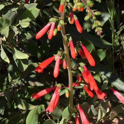 200 Red Firecracker Penstemon Seeds