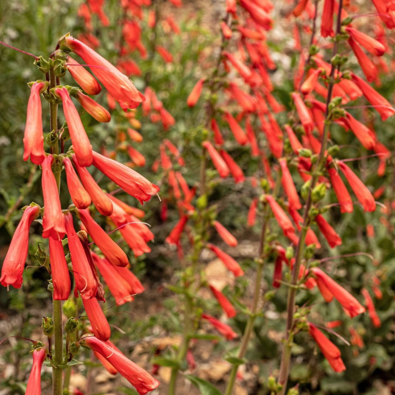 200 Red Firecracker Penstemon Seeds