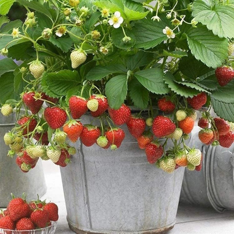 Fresh and ripe wild strawberries hanging in a galvanized pot. HarvestNest Seeds