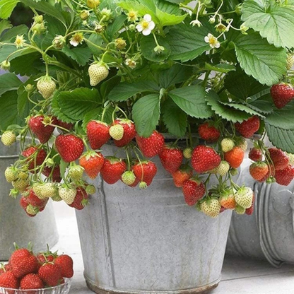Fresh and ripe wild strawberries hanging in a galvanized pot. HarvestNest Seeds