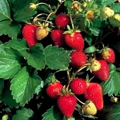 200 Wild Red Strawberry Seeds – Fragaria Vesca