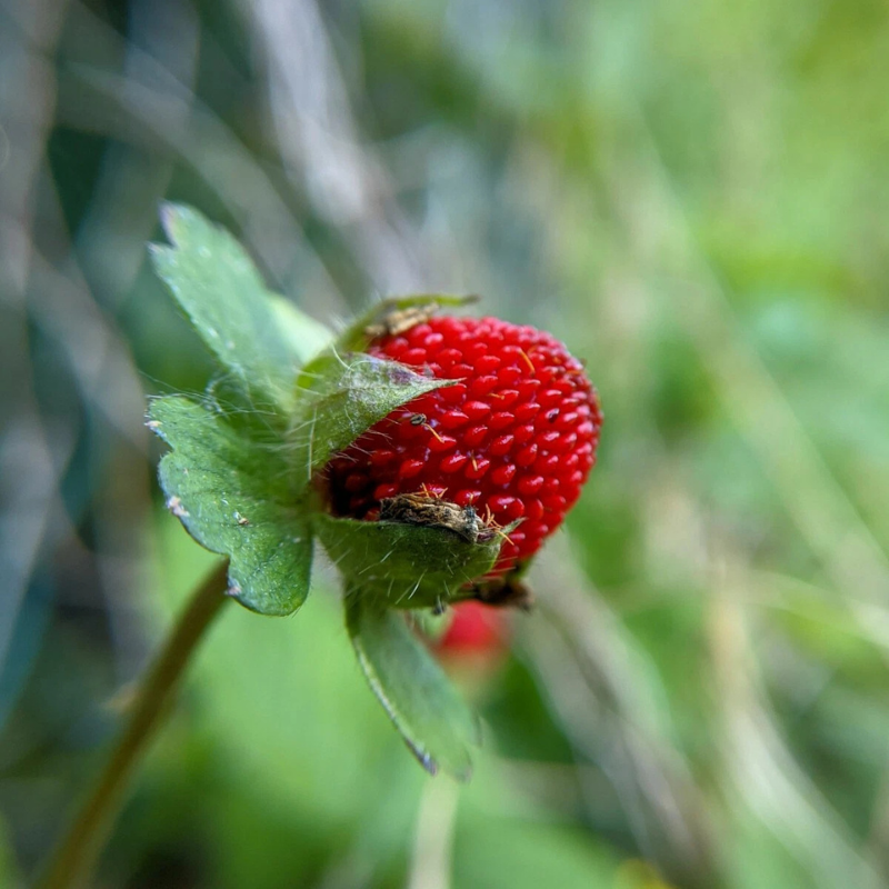 200 Wild Red Strawberry Seeds – Fragaria Vesca