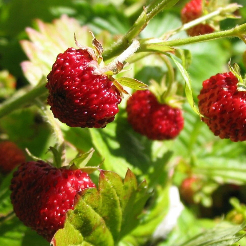 200 Wild Red Strawberry Seeds – Fragaria Vesca