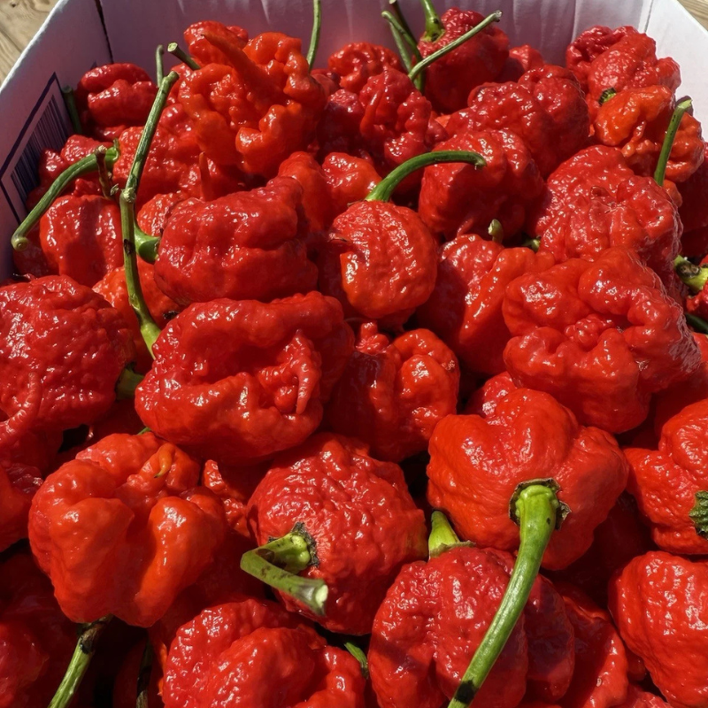 Fiery red Carolina Reaper peppers harvested at peak ripeness. HarvestNest Seeds