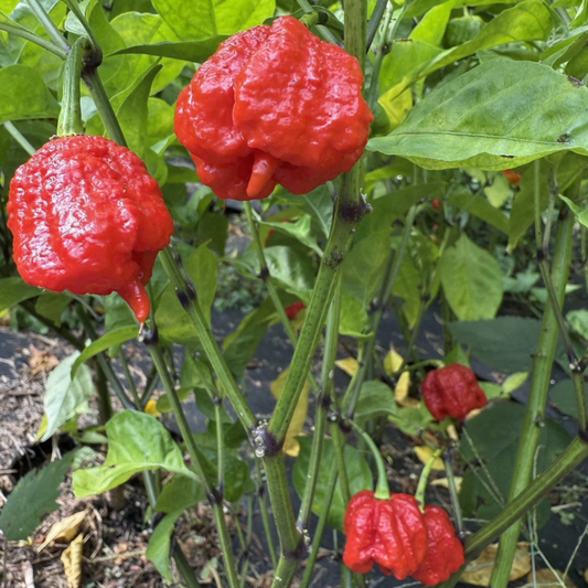 Mature Carolina Reaper peppers growing on healthy garden plants. HarvestNest Seeds