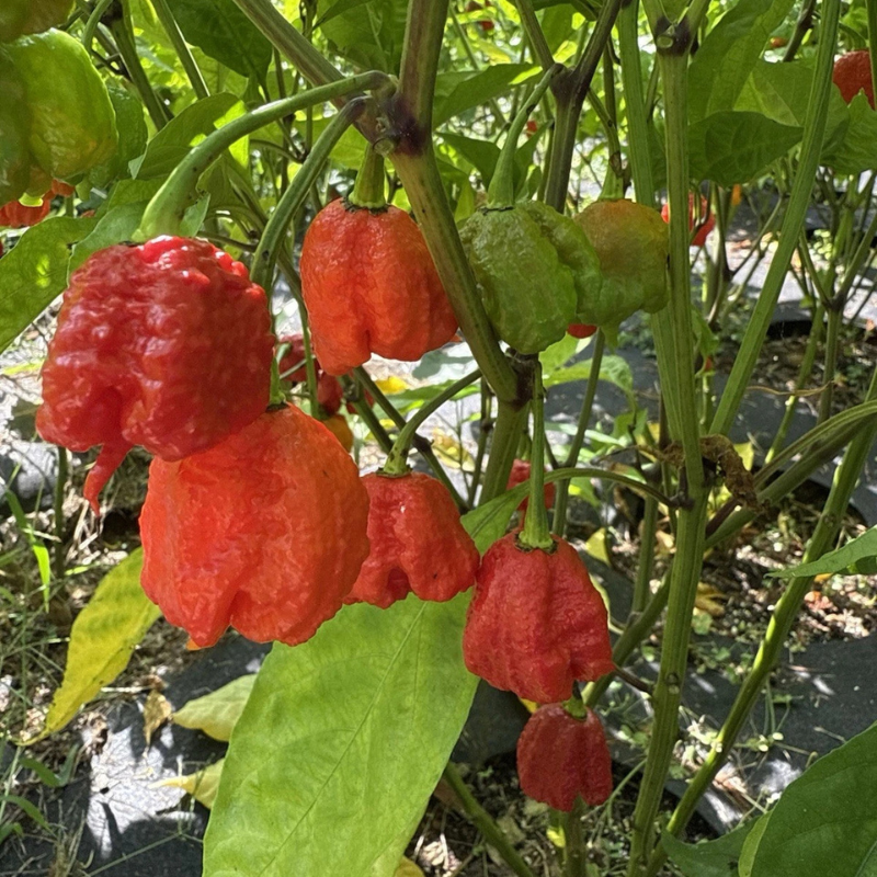 20 Carolina Reaper Seeds | World’s Hottest Pepper