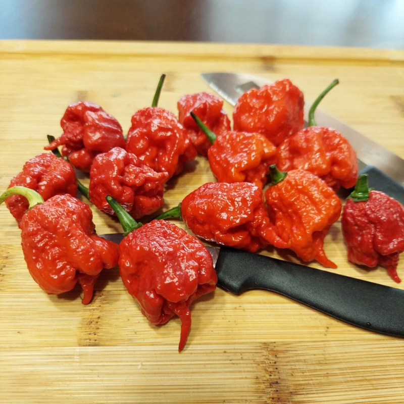 20 Carolina Reaper Seeds | World’s Hottest Pepper
