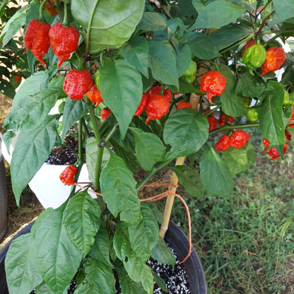 20 Carolina Reaper Seeds | World’s Hottest Pepper
