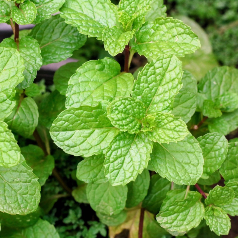 20 Corsican Mint Seeds