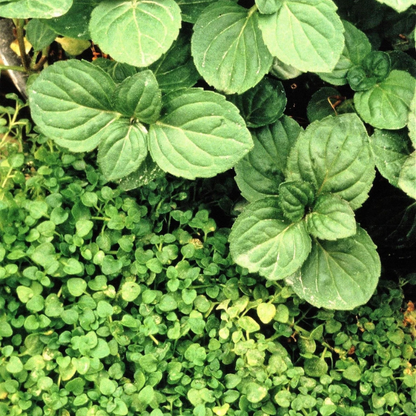 20 Corsican Mint Seeds