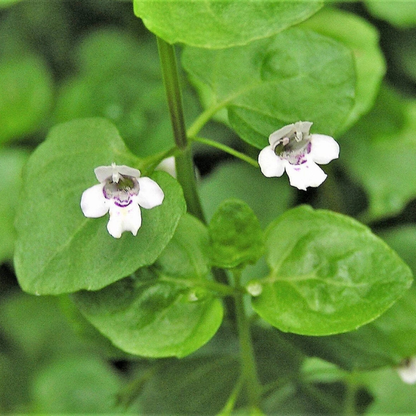 20 Corsican Mint Seeds