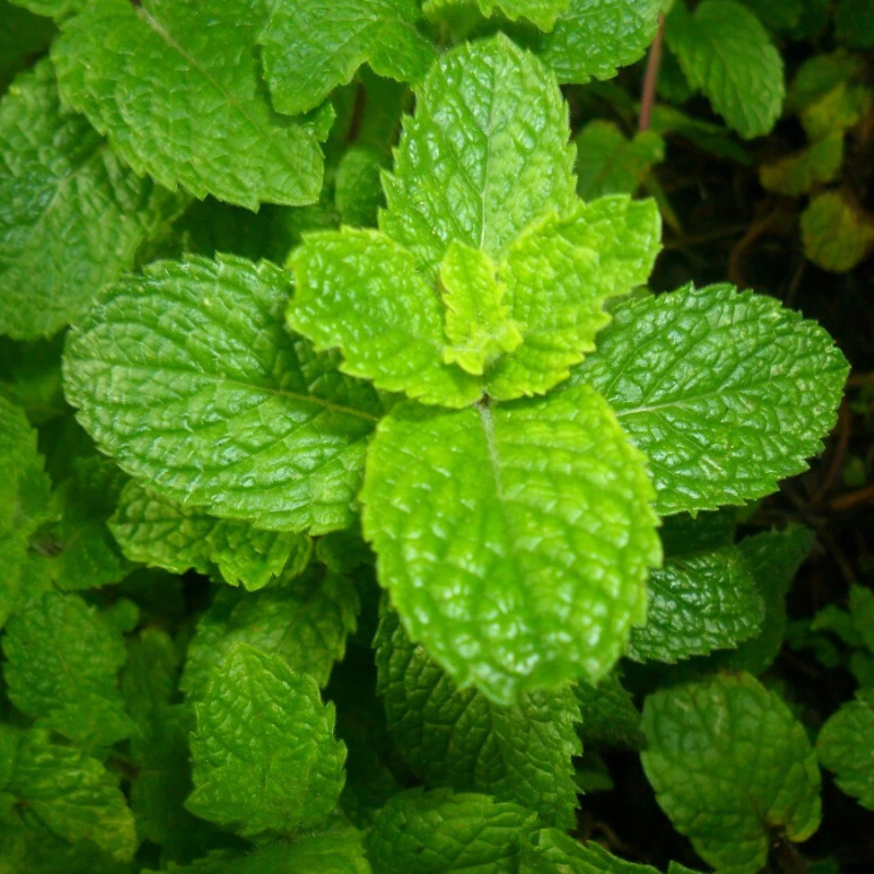 Fresh green Corsican mint leaves, perfect for gardening and herbal use. HarvestNest Seeds