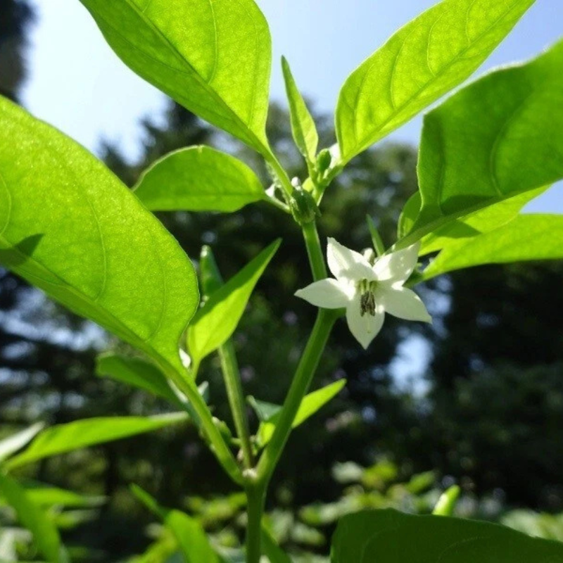 20 Fushimi Sweet Pepper Seeds – Mild & Flavorful Garden Peppers