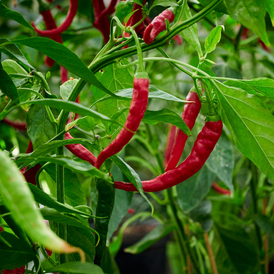 Long red Fushimi sweet peppers ripening on healthy pepper plants. HarvestNest Seeds
