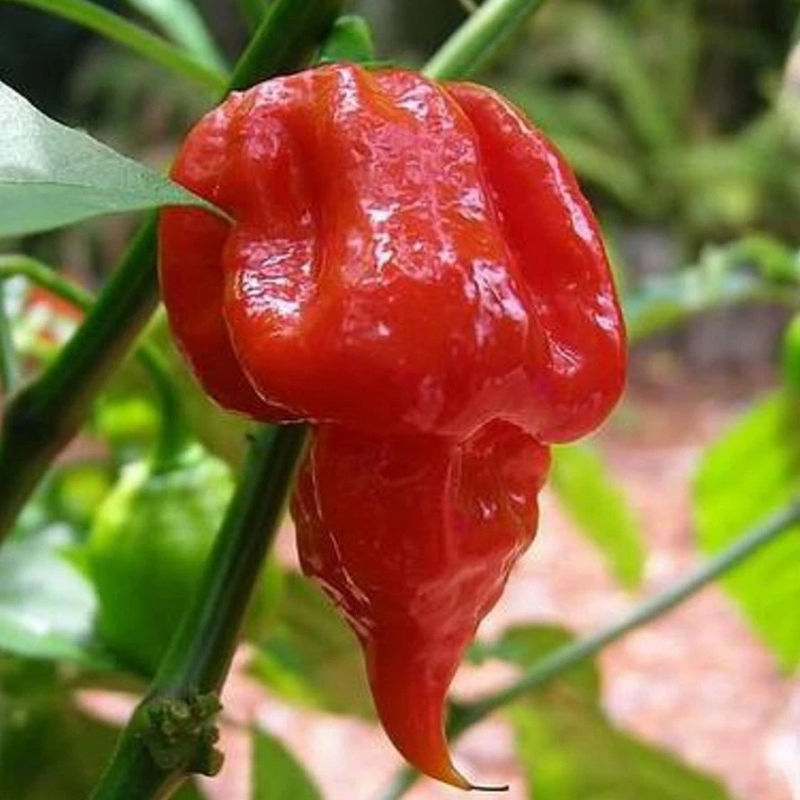 Bright red Trinidad Scorpion Butch T pepper with signature tail. HarvestNest Seeds