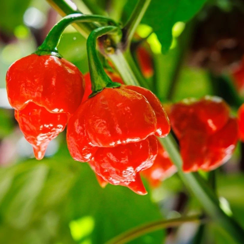 Ripe Trinidad Scorpion Butch T peppers hanging from healthy plants. HarvestNest Seeds