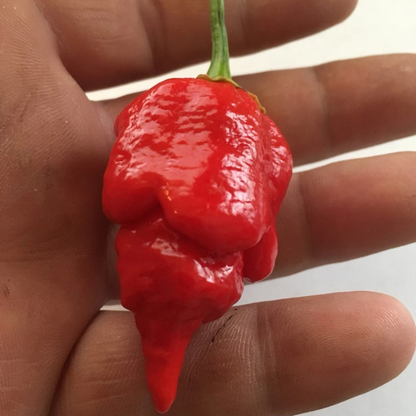 20 Trinidad Scorpion Butch T Seeds