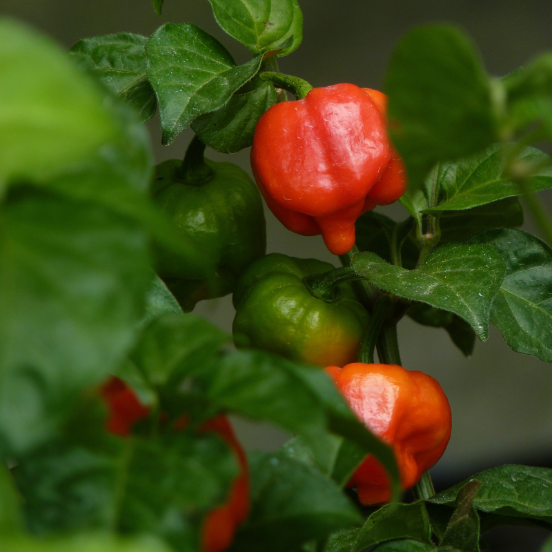 20 Trinidad Scorpion Butch T Seeds