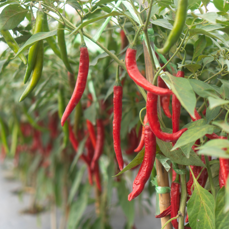 20 Fushimi Sweet Pepper Seeds – Mild & Flavorful Garden Peppers