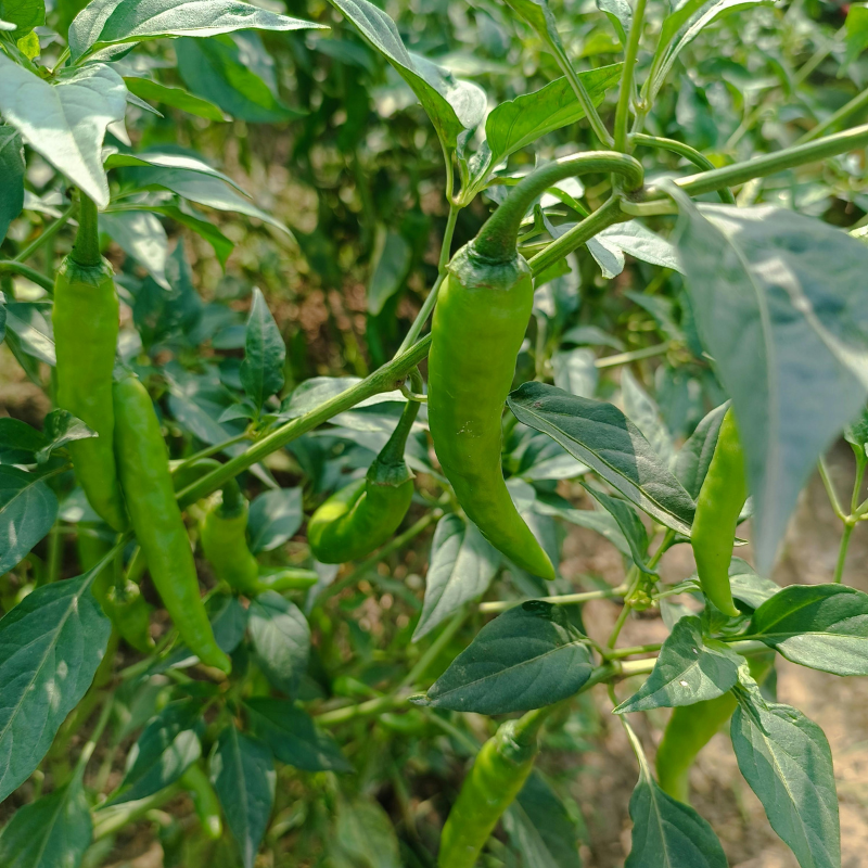 Fresh green Fushimi sweet peppers growing on vigorous garden plants. HarvestNest Seeds