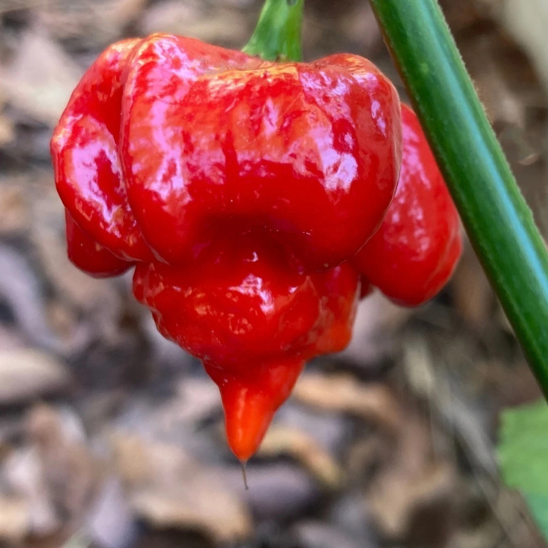 20 Trinidad Scorpion Butch T Seeds