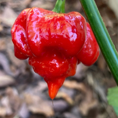 20 Trinidad Scorpion Butch T Seeds