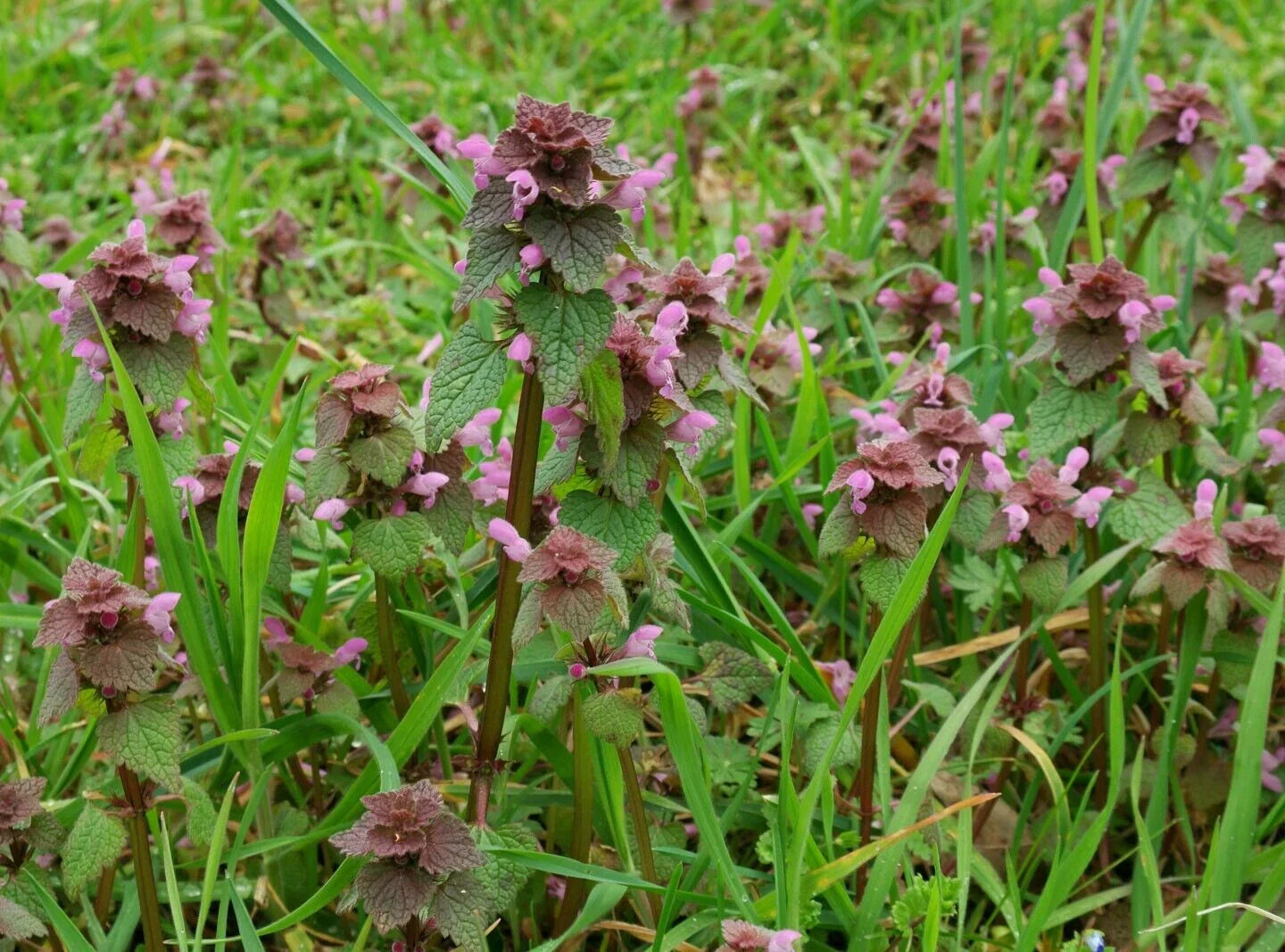 25 Purple Dead-Nettle Seeds – Organic Lamium Purpureum - HarvestNest Seeds