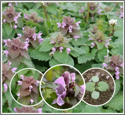 25 Purple Dead-Nettle Seeds – Organic Lamium Purpureum - HarvestNest Seeds