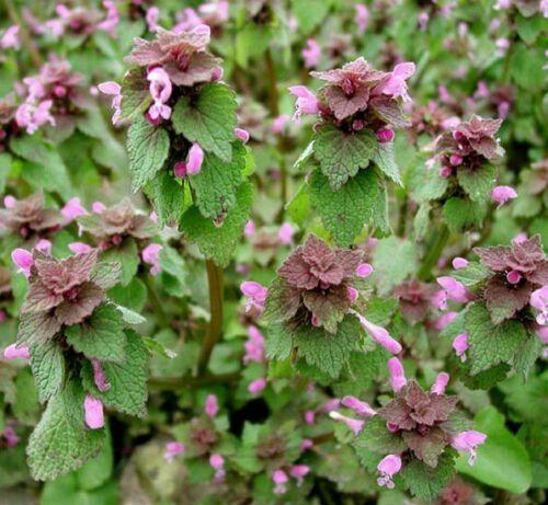 25 Purple Dead-Nettle Seeds – Organic Lamium Purpureum - HarvestNest Seeds