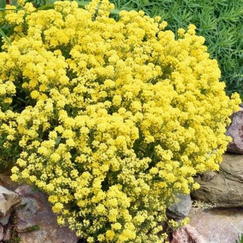 Alyssum Basket of Gold Seeds - HarvestNest Seeds